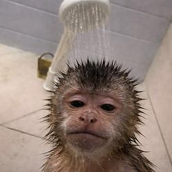 showerpunch / SOL