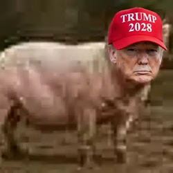 PORKNALD / SOL