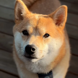 PEPE