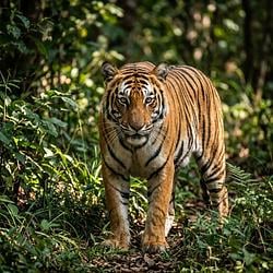 tigr