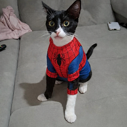 SpiderCat