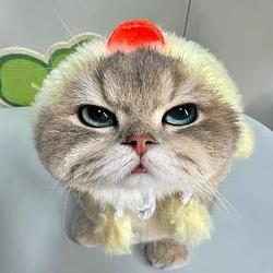 是哈鸡咪耶