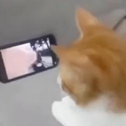 vibecat