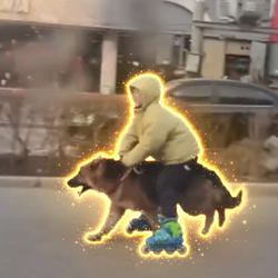 DOGRIDER