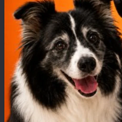 CALLDOG
