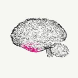 SYNAPSES