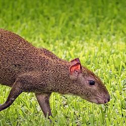 gouti