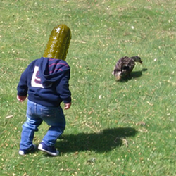 dyl pickle