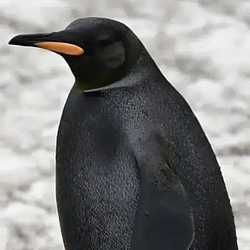 Niguin