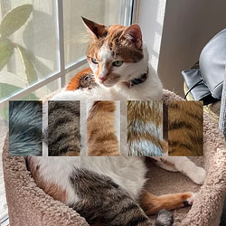 Stripe Cat