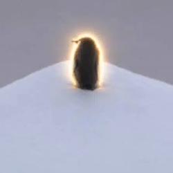Penguin / SOL