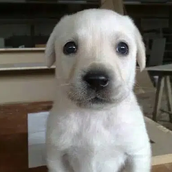 Bruno / SOL
