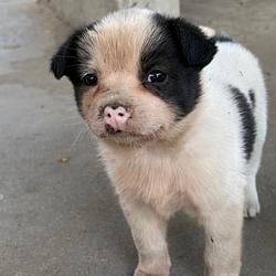 PIGGY