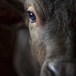 BULL / SOL