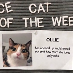 OLLIE