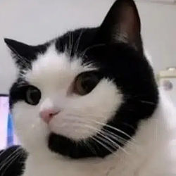 CALLCAT