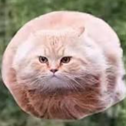 FLYCAT