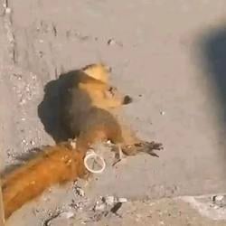 squirrel