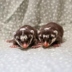 S&amp;N