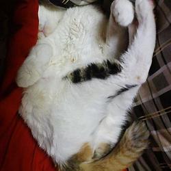 PURNAP