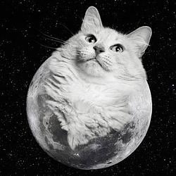 MOONCAT