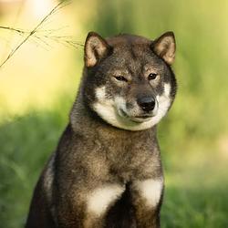 SHIKOKU