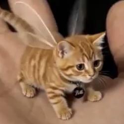 bybit cat