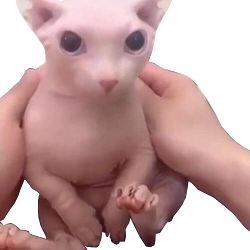 bingus / SOL