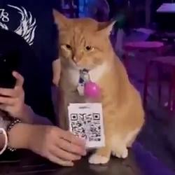 QRCAT