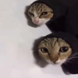 SOCKAT