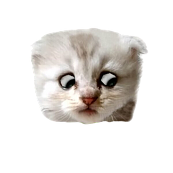 Solana Advocat, Not a Cat logo