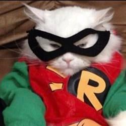 RobcatP / SOL