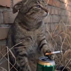 SADCAT