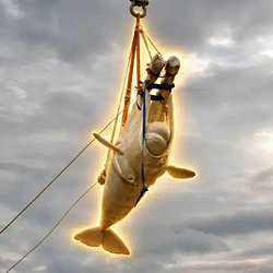 FLYING