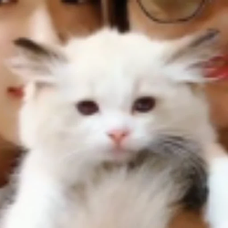LILY