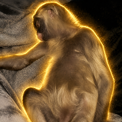 Mankey