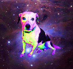 SPACEDOG