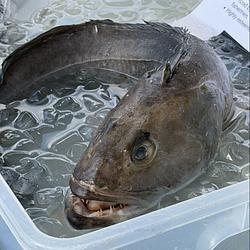uglyfish