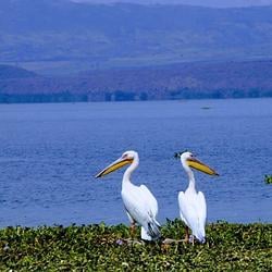 Pelican