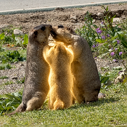 MARMOT / SOL