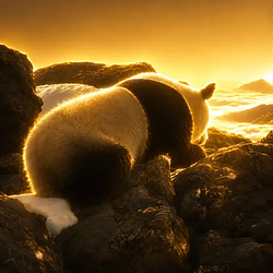 Panda / SOL