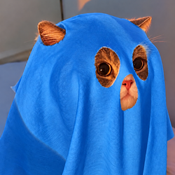 Ghost Cat