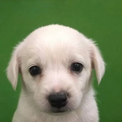 Mochi