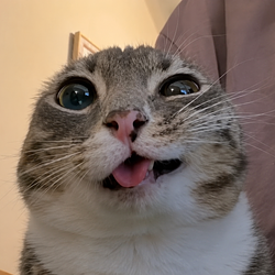 BLEP / SOL