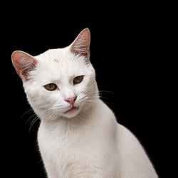 GLOWCAT / WETH
