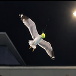 seagull