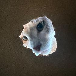 peekcat