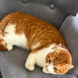 my cat