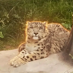 小明 / SOL