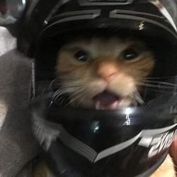 SAFECAT